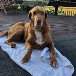 Meet your Posher, Heidi